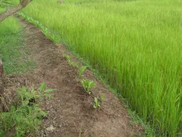 biorijstproject biorijstproject